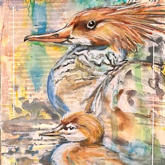 An acrylic painting of a Common Merganser female and her chick, by the Great Nationally Acclaimed Métis Nature Painter Tracey Lee Green