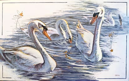 An acrylic painting of Trumpeter Swans by Nationally Renowned Métis Nature Artist Tracey Lee Green