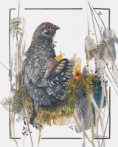 An acrylic painting of a Spruce Grouse by Acclaimed Métis Nature Artist Tracey Lee Green